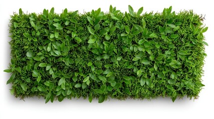 Fototapeta premium A photostock of natural green moss arranged symmetrically, isolated on a clean white background, earthy and vibrant, High Quality