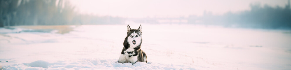 Siberian Husky Dog Sitting Outdoor In Snowy Park At Sunny Winter Day. Dog Sit In Snow. Pet Resting Outdoors At Winter Season