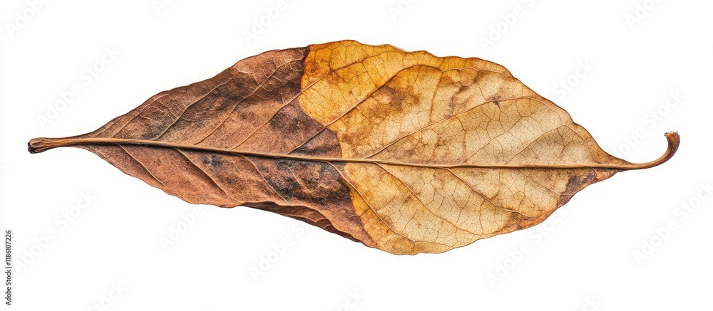 Poster isolated dry and old peepul leaf with clipping paths. with copy space image. place for adding text o