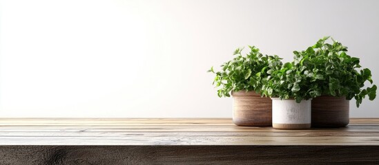 Sorrel plants in containers on a wooden table with a white backdrop. with copy space image. Place for adding text or design