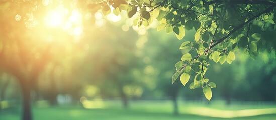 Obraz premium Blurred nature green park with sunlight abstract background Copyspace for travel and environment themes Vintage tone filter color style