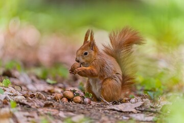 A cute european red squirrel sits on the ground and eats a nut. Sciurus vulgaris