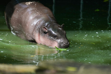 baby Pygmy Hippopotamus
