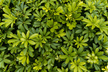 dense cluster of green leaves with a glossy texture, arranged in an orderly, radiating pattern,...