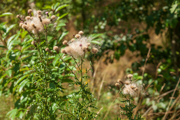 Verbl&uuml;hte Ackerkratzdisteln (Cirsium arvense) , Niedersachsen, Deutschland
