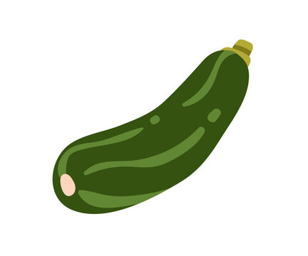 Zucchini squash. Green vegetable. Fresh natural organic farm produce, harvest. Courgette, zuchini icon. Healthy summer diet. Flat graphic vector illustration isolated on white background