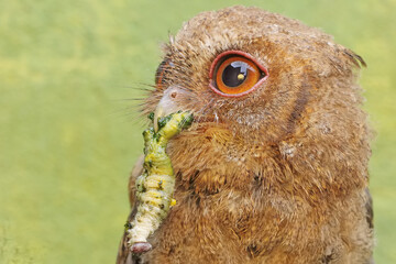 A Javan scops owl preys on a green caterpillar on moss-covered ground. This nocturnal bird has the...