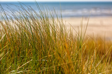 North Sea coast dune grass in the wind