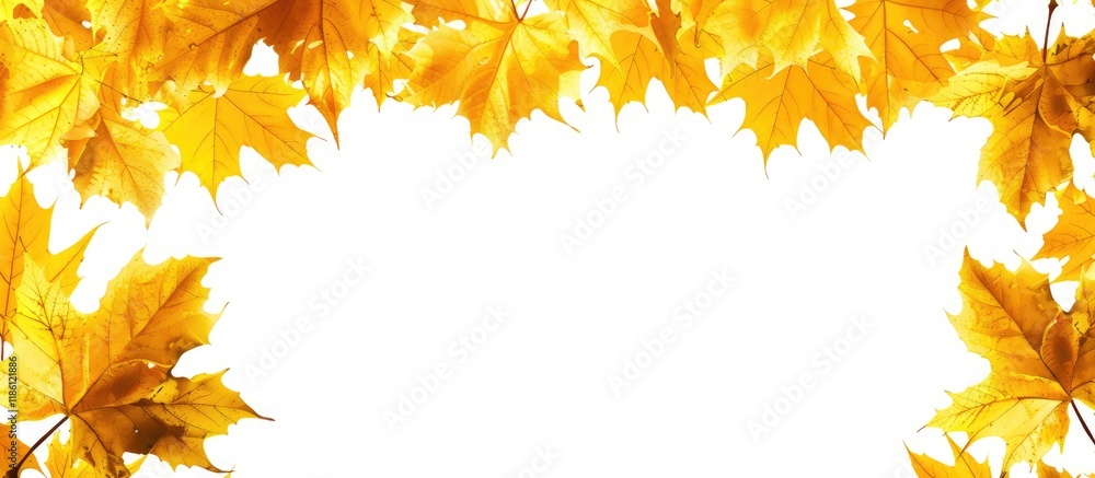 Poster frame of yellow autumn maple leaves clipping path included to eliminate object shadows or change the