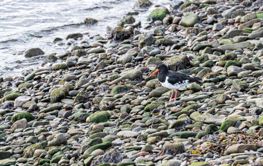 Oyster Catcher hunting on the shoreline of the Forth of Forth, Fife, Scotland