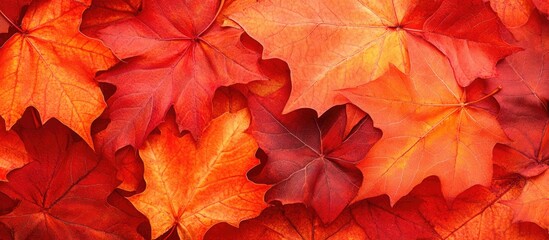 Bright red and orange autumn sugar maple leaves Acer saccharum in close up macro. with copy space image. Place for adding text or design
