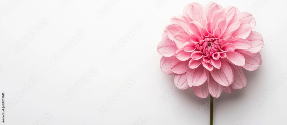Poster pink flower against a white background. with copy space image. place for adding text or design