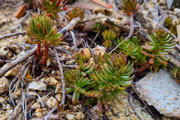 Vibrant Sedum Succulents in Natural Garden Setting for Botanical Design