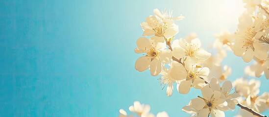 Fruit tree blossoms set against a clear blue sky for backgrounds. with copy space image. Place for...