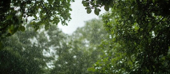 Fototapeta premium The sight of the trees and sky indicates that rain is imminent. with copy space image. Place for adding text or design