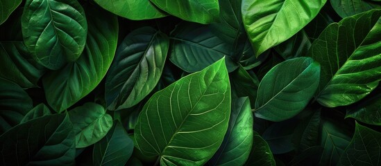 Green nature background Close up of green leaf texture for a natural and fresh wallpaper theme. with copy space image. Place for adding text or design
