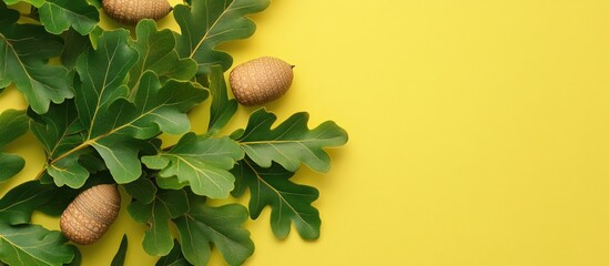 Branch with green oak leaves and acorns on a colored background close up top view. with copy space image. Place for adding text or design
