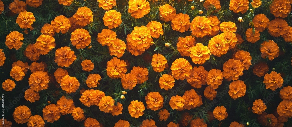 Leinwandbilder center of marigolds in the garden. with copy space image. place for adding text or design