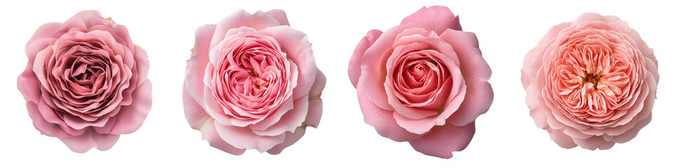 Elegant and Dreamy Pink Roses Blooming in a Garden with Soft Focus  Lush and Fragrant Floral Arrangement Perfect for Romantic Luxury and Lifestyle Concepts