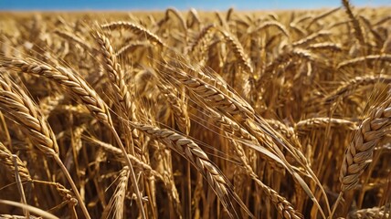 Fototapeta premium Field of Golden wheat under the blue sky