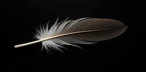 Obraz premium Single feather lying flat on a black background with sharp texture and outline, minimalist, isolated