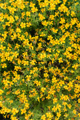 Top view of blooming yellow marigold flowers with thin green leaves, densely covering the canvas, creating a vibrant floral background. Outdoor nature texture.  

