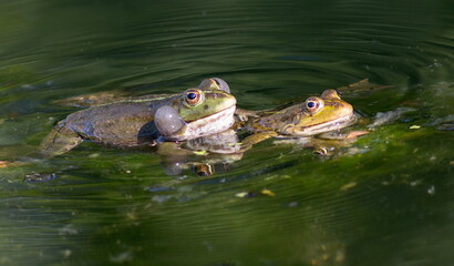 frog in the pond