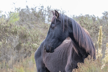 Skinny horse