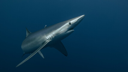 Fototapeta premium Blue shark (Prionace glauca) in a tight turn.