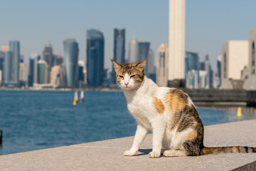 Cat in-front of Doha city skyline