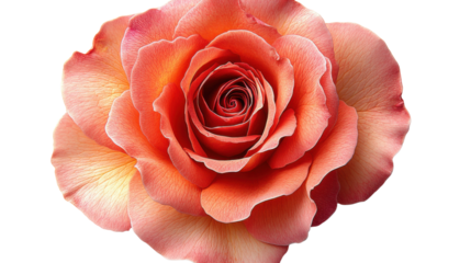 orange rose top view isolated on white background