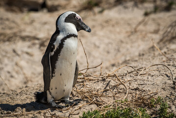 Obraz premium African penguin at Boulders Beach
