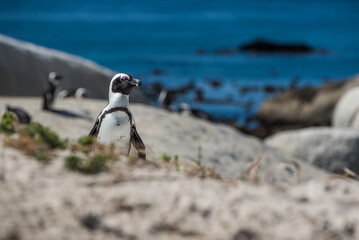 African penguin at Boulders Beach