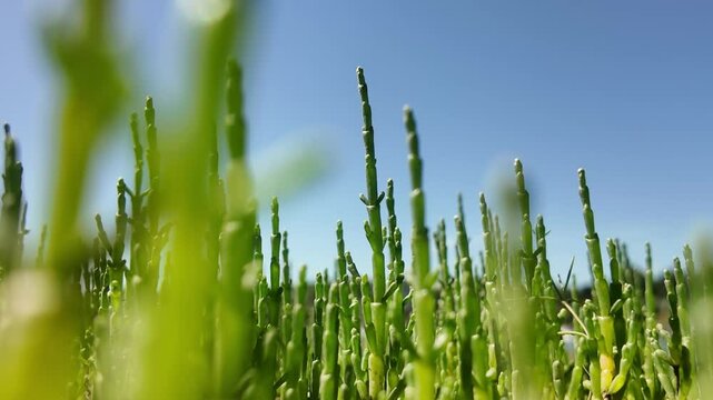 Asparagus growing outdoors in sunlight