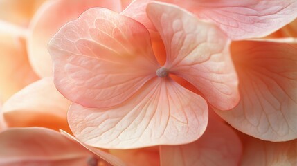Delicate peach-colored hydrangea petals closeup image. Fresh blossom hortensia. Floral blooming close up photography. Natural elegance. Botanical harmony concept photo realistic
