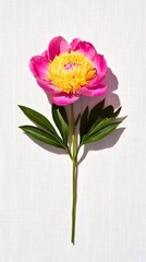 A single pastel pink peony resting on a white linen tablecloth with soft sunlight streaming in for a simple and elegant spring look 