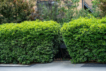 A verdant leafy hedge creates a lush green fence at the yard's entrance, bringing a touch of nature and privacy to the residential street.