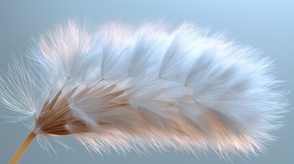 Obraz premium Close-up of a fluffy, white dandelion seed head against a soft blue background.