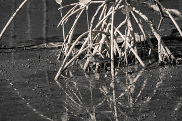 Infrared photograpgy, a bird in a wetland with mangrove roots extending into the water