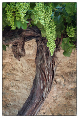 alter Weinstock