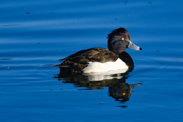 duck swims on the river on a winter morning