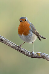 European robin in a Mediterranean forest of pine and oak trees at the first light of a winter day