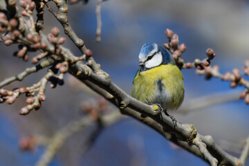 blue tit bird sitting on the branch looking