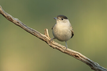 Common whitethroat at first light on an early winter morning in a pine and oak forest