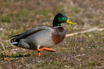 mallard duck in the foreground on the winter meadow