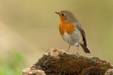 European robin in the last light of the evening in a Mediterranean forest in winter