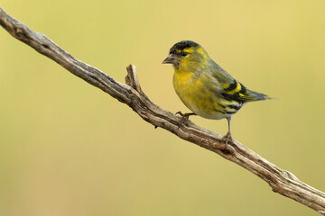 Male Eurasian siskin in the last light of day in a pine and oak forest in winter