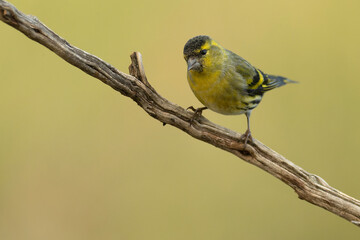 Male Eurasian siskin in the last light of day in a pine and oak forest in winter