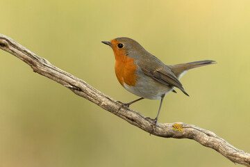 European robin in a Mediterranean forest of pine and oak trees at the first light of a winter day