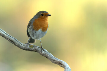 European robin in the last light of the evening in a Mediterranean forest in winter